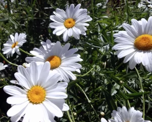 Flowers - DSC03681md