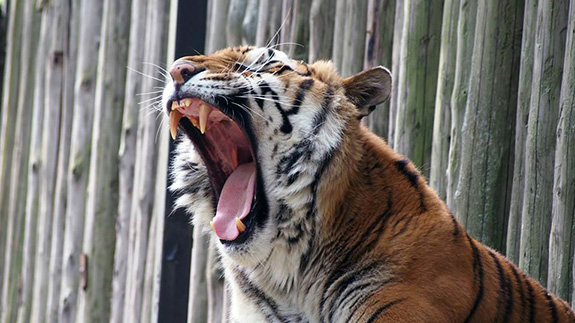 Colțul Zoologic Băneasa 1959 Colțul Zoologic Băneasa